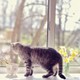 Horacio Cuidados Cães E Gatos