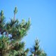 Austin Tree Experts